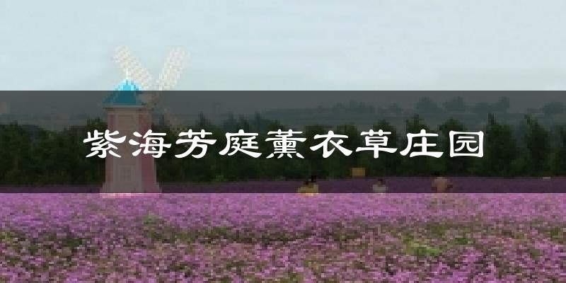 紫海芳庭薰衣草庄园今日天气