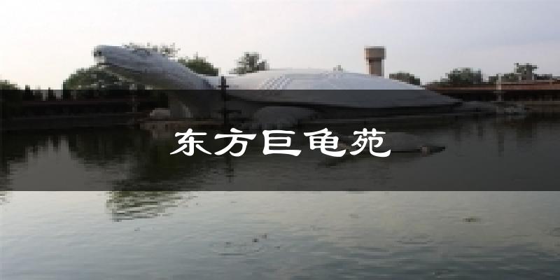 东方巨龟苑今日天气