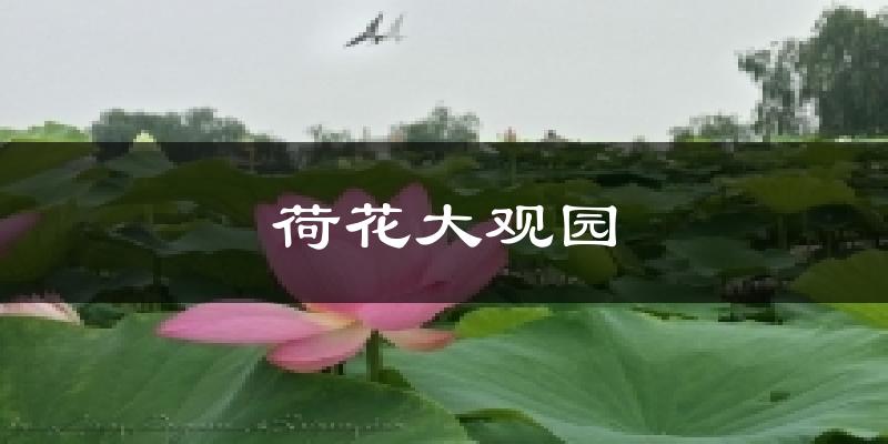 荷花大观园今日天气