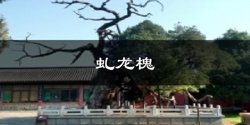 虬龙槐气温