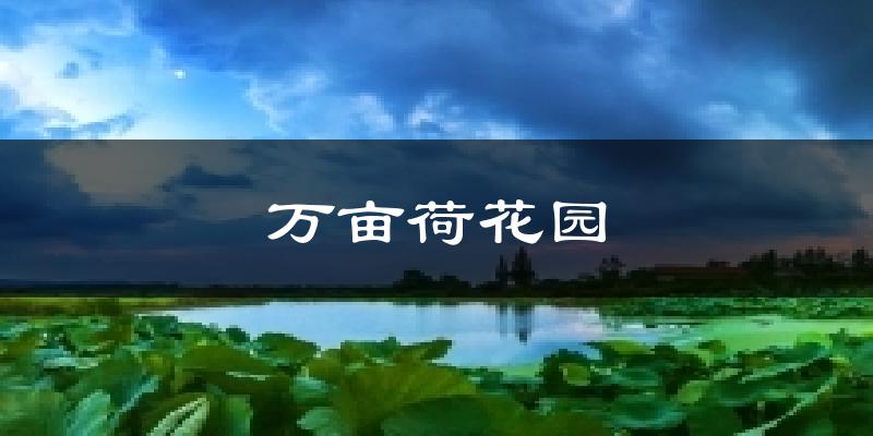 微山万亩荷花园天气预报未来一周