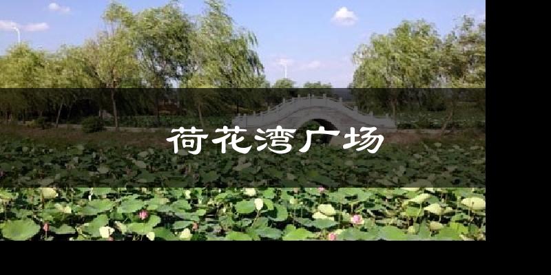 荷花湾广场气温