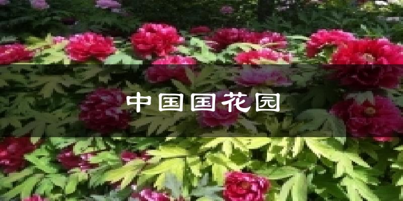 中国国花园今日天气