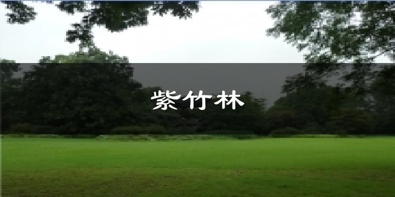 紫竹林今日天气