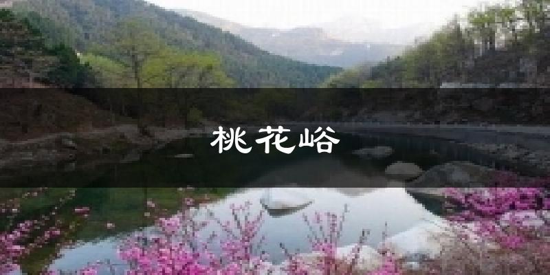 桃花峪今日天气