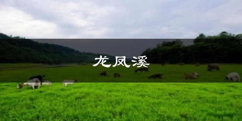龙凤溪今日天气