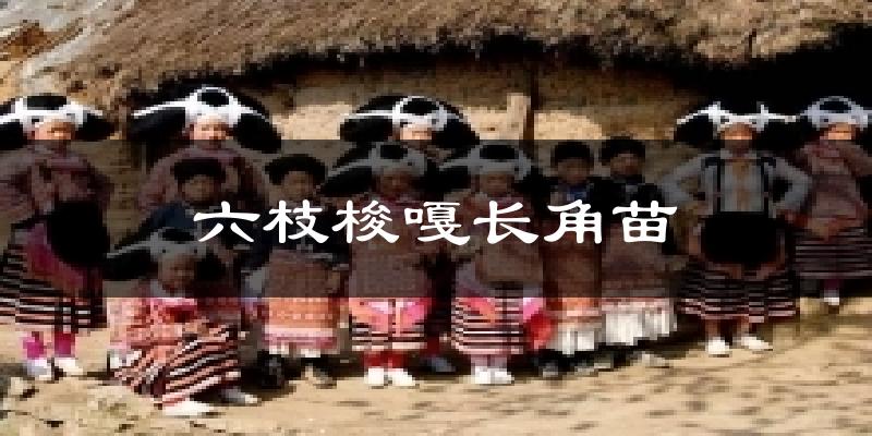 六盘水六枝梭嘎长角苗天气预报未来一周