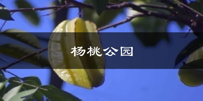 杨桃公园今日天气