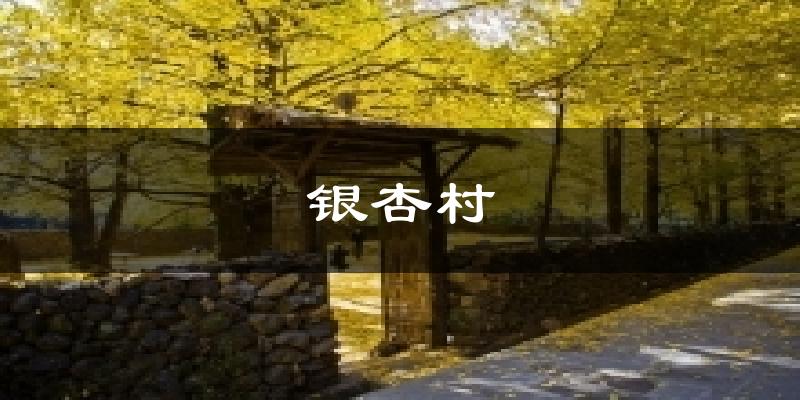 腾冲银杏村天气预报未来一周